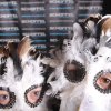 FotoWall